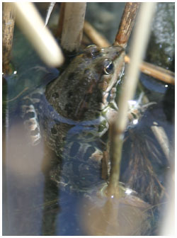 Marsh frog - Rana ridibunda. / 2003, Ossiacher See, Austria.