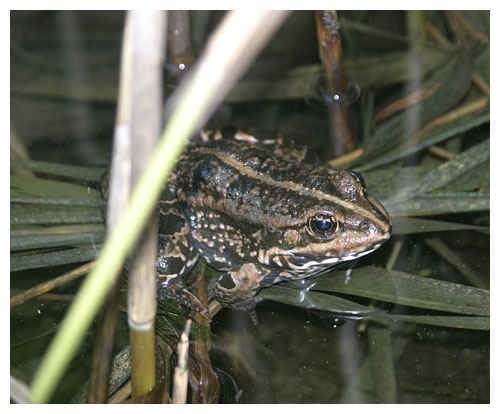 Marsh frog - Rana ridibunda. / 2003, Ossiacher See, Austria.