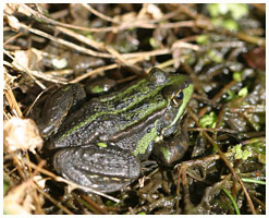 Marsh frog - Rana ridibunda. / 2004, Rude Skov, Zealand, Denmark.