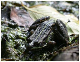 Marsh frog - Rana ridibunda. / 2004, Rude Skov, Zealand, Denmark.