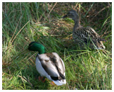 Mallard duck - Ana platyrhynchos. / Zealand, Denmark