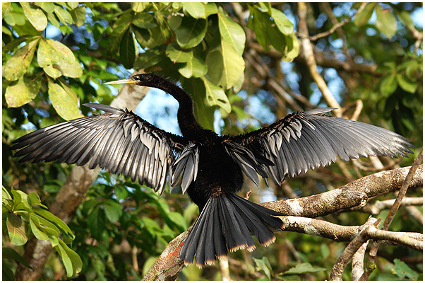 Female Anhinga, drying up the feathers after the dip after fish. / Tortuguero, Costa Rica 2011.