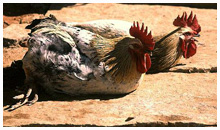 Indian chicken - Gallus domesticus. / Karnataka, India.