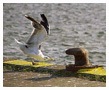 Great Black-backed Gull - Larus marinus. / Hirtshals, Denmark