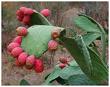 Fig cactus - Opuntia ficusindica. / Extremadura, Spain
