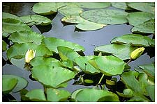 White water lily - Nymphaea alba. / Landes, France