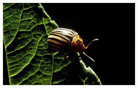 Colorado beetle - Leptinotarsa decemlineata. / France