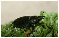 Snout beetle - Dorcus paralellopipedus. / Tarn, France