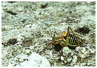 Bush cricket - Ephippiger ephippiger. / Herault, France