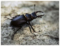 Stagg beetle - Lucanus cervus. / Montagnes Noires, France.