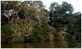 White egretts resting at the Tortuguer river bank.