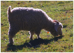 Mohair goat. / Aude, France 2005