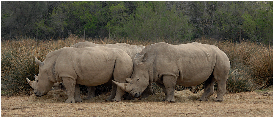 White rhinoserosses in Rserve Africaine de Sigean in southern France. / March 2112.