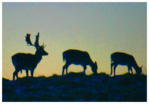 Fallow deer. / Dyrehaven, Zealand, Denmark, 2003.