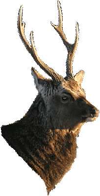 Sika deer - Cervus nippon. / Dyrehaven, Zealand, Denmark, 2003