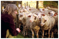Herd of sheep. / Tarn, France