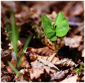 Beech sprout - Fagus sylvatica. / Montagnes Noires, Tarn, 