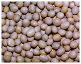 Soya beans - Glycine max.