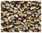 Wheat - Triticum aestivum