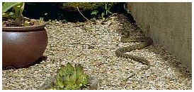 We know of at least two 160 cm+ dark green snakes, that live in our yard in France. / Montagnes Noires, Tarn, France.