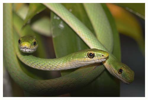 Rough green snake - Opheodrys aestivus. / Copenhagen Zoo, Denmark