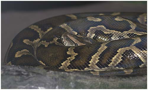 Burmese python - Python molurus bivittatus . / Copenhagen Zoo, Denmark.