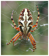 Oak leef spiders - Aculepeira armida. /Tarn, France.