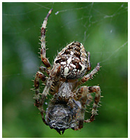 Cross-backed spider - Aranea diadematus. / Zealand, Denmark