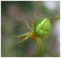 Orb-web spider - Araniella cucurbitina. / Aude, France