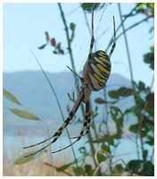 Wasp spider - Argiope bruenichi. / Herault, France