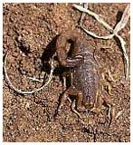 Brown scorpion - small, but deadly. / Karnataka Province, India.