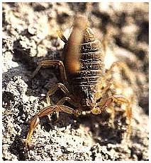 European scorpion - Buthus occitanius. / Castilla-la-Mancha, Spain