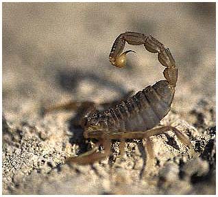 European scorpion - Buthus occitanius. / Castilla-la-Mancha, Spain