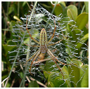 Young wasp spider - Argiope bruenichi - in the very destict web. / Herault, France
