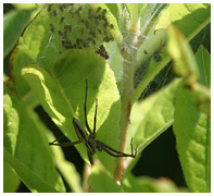 Nursery Web Spider - Pisaurus mirabilis. / Zealand, Denmark