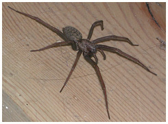 The Giant House Spider - Tegenaria duellica. / Zealand, Denmark