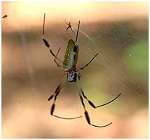 This species grow to 8 cm+ - and the webs easily exeeds 1 meter in diameter.