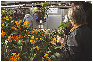 Flotte planter under et bent-Hus arrangement i Orchidgartneriet.
