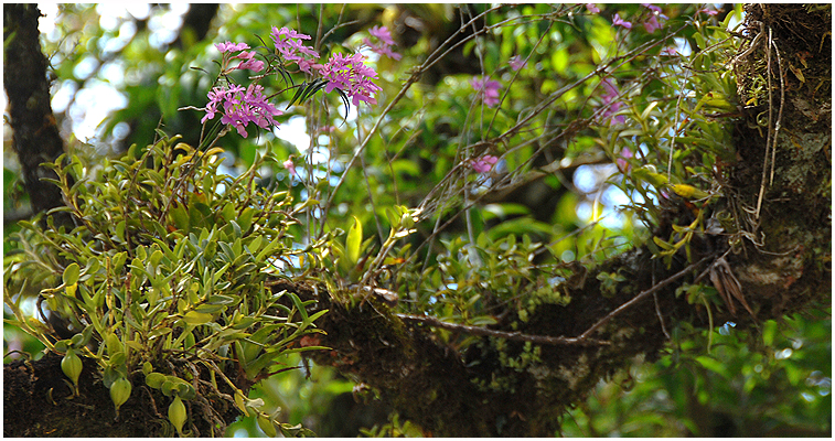 De voksede "overalt" i trerne i Monteverde, Costa Rica, sammen med en masse andre arter, som det ses her.