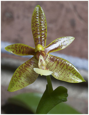 Phalaenopsis cornu-cervi - Phillipine type / Frste blomst 08 06