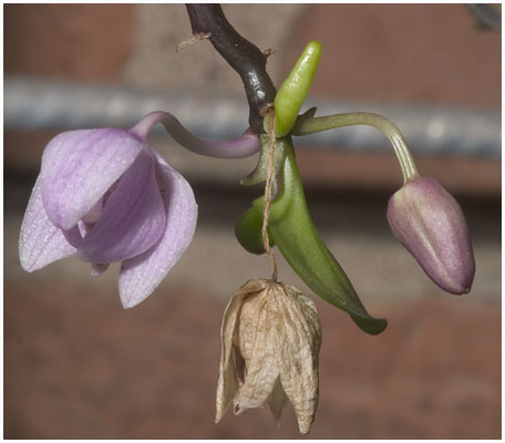 Denne plante udvikler en keiki p samme sted, som den fortstter med at blomstre - det er vist ret usdvanligt!