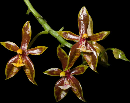 Denne variant har nsten  gang strre blomster end de fleste andre Phal. mannii - og usdvanligt flotte tegninger. Den har blomstret i over 3 mneder efterhnden - og ser ikke ud til at vre frdig forlbig!