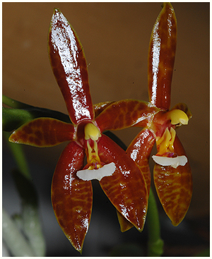 Phalaenopsis cornu-cervi 'Red' x self