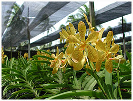 Vanda fra Phuket Orchid Farm, Thailand 2006