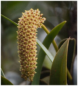 Jeg regnede frst med, at dette er en  Bulbophyllum - men i sept. 2011 fik jeg en mail fra Egon Krogsgaard, der foreslog, at det kunne vre en Eria robusta - og jeg tror han har ret! - Tak, Egon!
