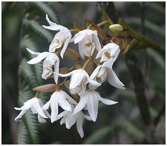 Coelogyne papillosa er en umdelig smuk art, som vi s ganske mange af.