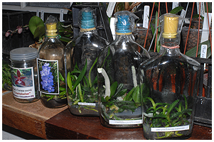 Flasker med smplanter af forskellige arter, der lige skal vokse sig lidt strre i flaskerne, fr de skal tages ud.