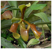 Paphiopedilum villosum var i blomst i orkid-drivhuset.