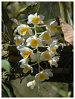 Dendrobium farmeri var en af de relativt f arter, der var i blomst.