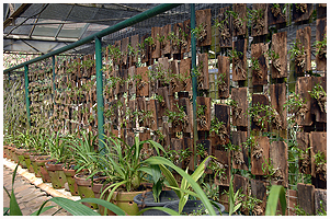 Planter p klods - og de strre Cymbidium og andre i store lerpotter med lufthuller - et pragtfuldt syn.